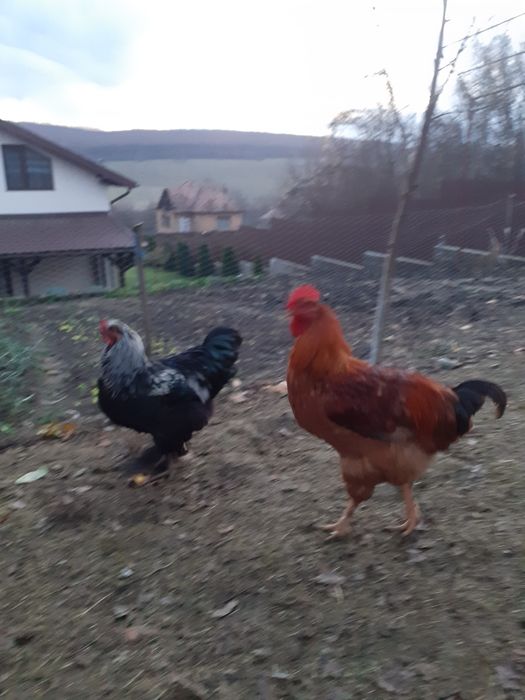 Vind cocosi  de rasa