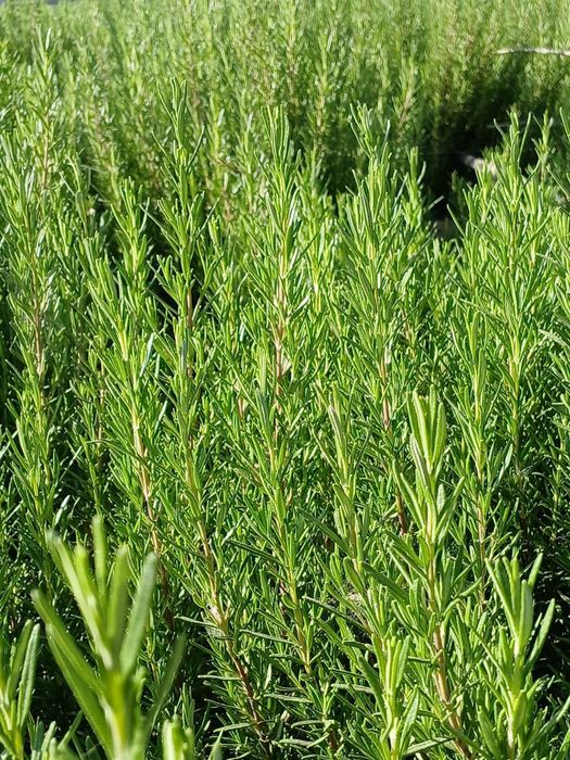 Продаётся Розмарин 1 кг = 40 000