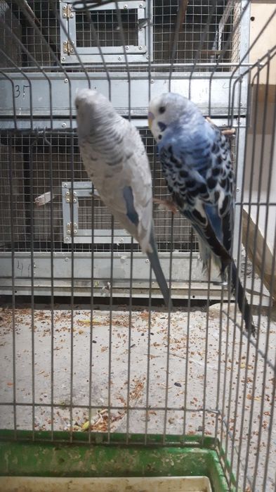 Valnisti to'ti papugay