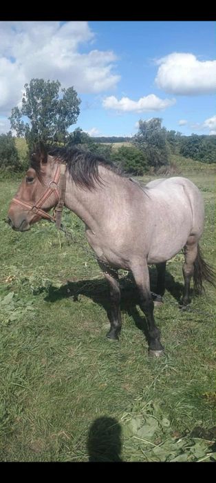 Mânz dereș 2 ani nepus la ham