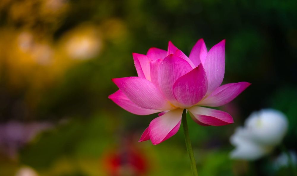 Tablouri canvas comerciale