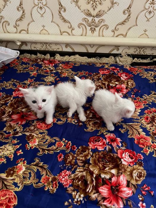pshq beremis, отдаём котят в хорошие руки