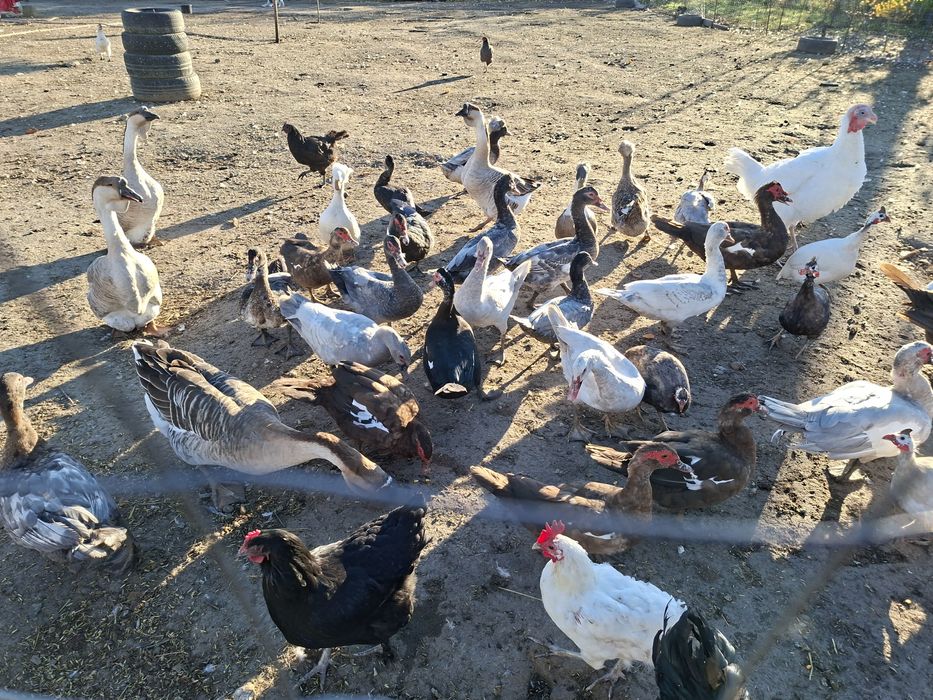 Vând gâște si rate leșești