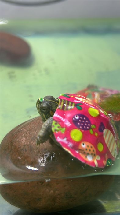 Красноухие черепахи