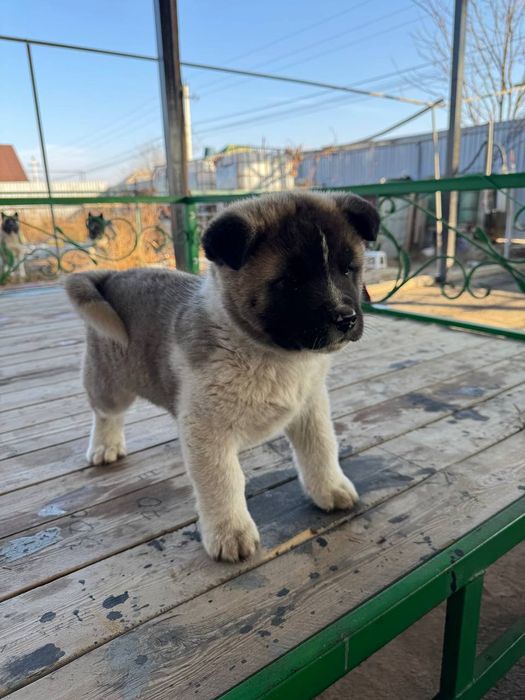 Щенок Американской Акиты