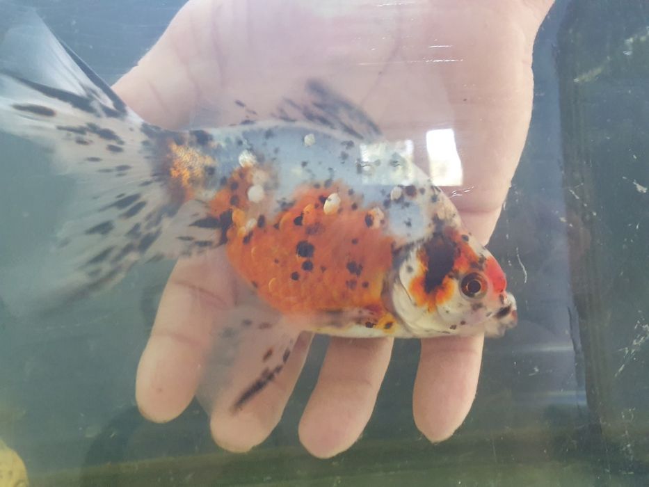 Carasi Oranda, Calico maturi, diferite culori