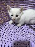 Котята даром в хорошие руки