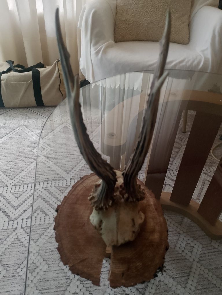 Рагца от сандраг с поставка