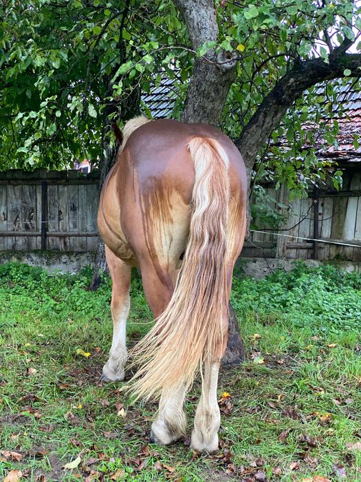 Mânz de 2 ani și două luni garantat de orice