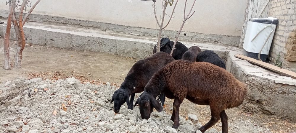 3 oylik bug'oz barralar sotiladi