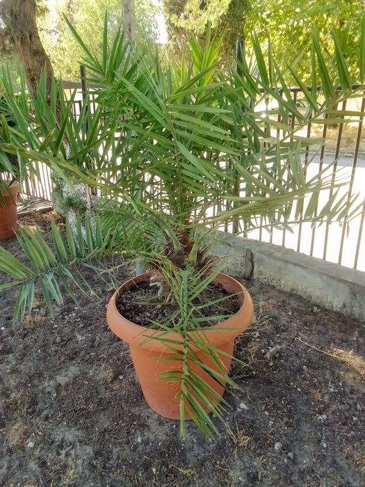 Големи Финикови палми