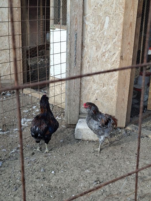Cocoși tineri Araucana