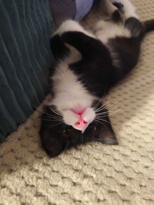 Котенце Пелмен търси дом