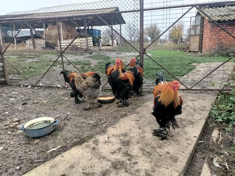Gâscani cu moț, cocoși brahma potârnichiu