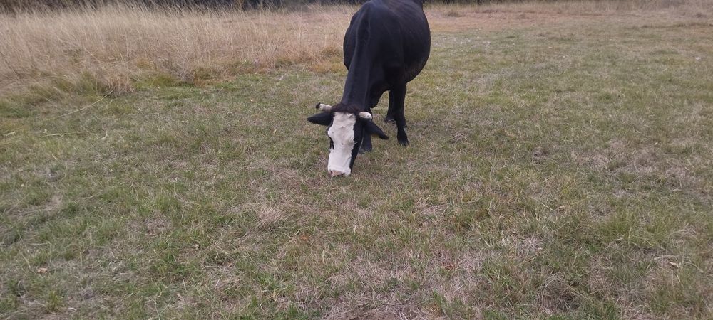 Vacă Holstein de vânzare