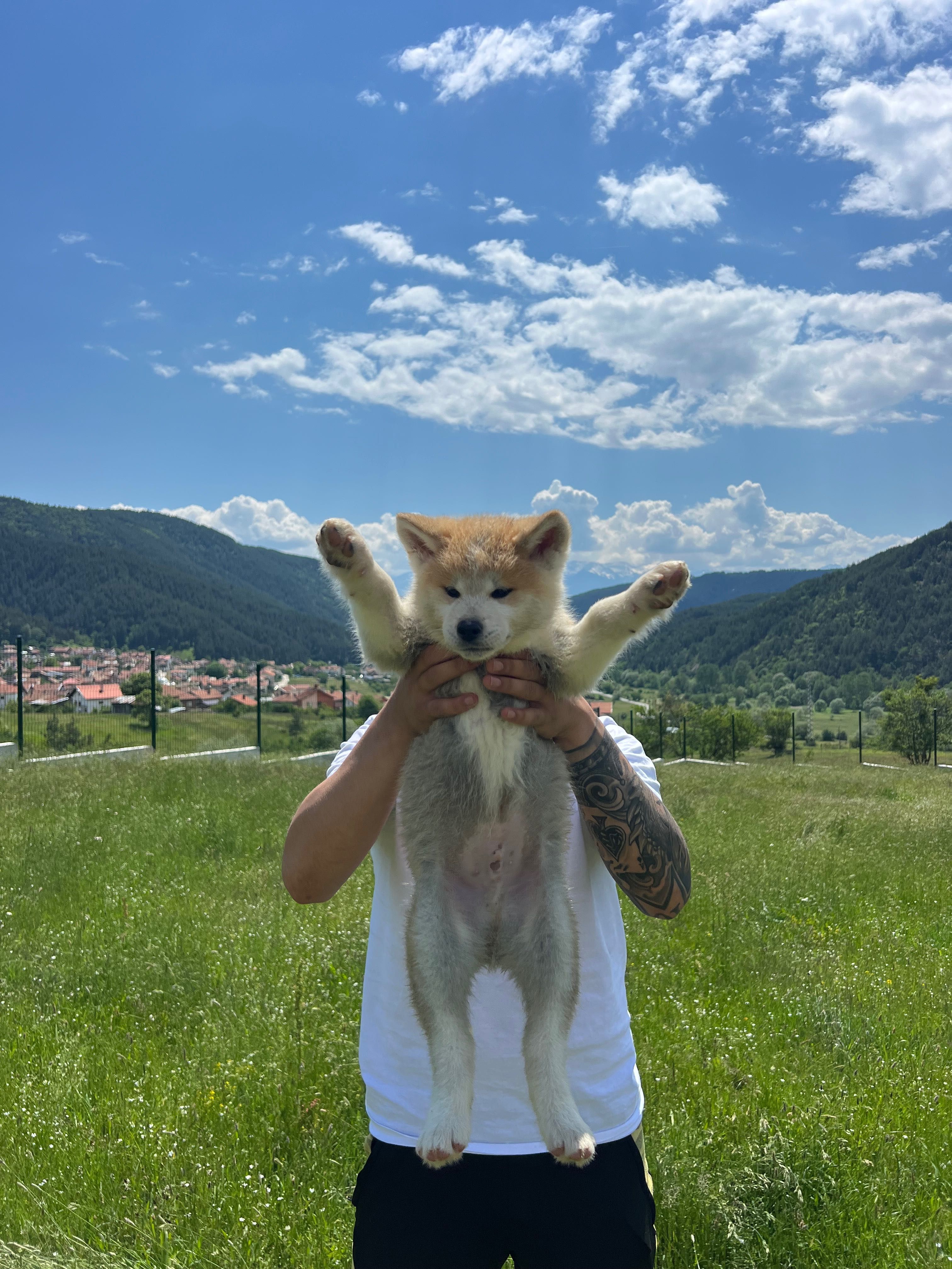 Акита ину Японска акита