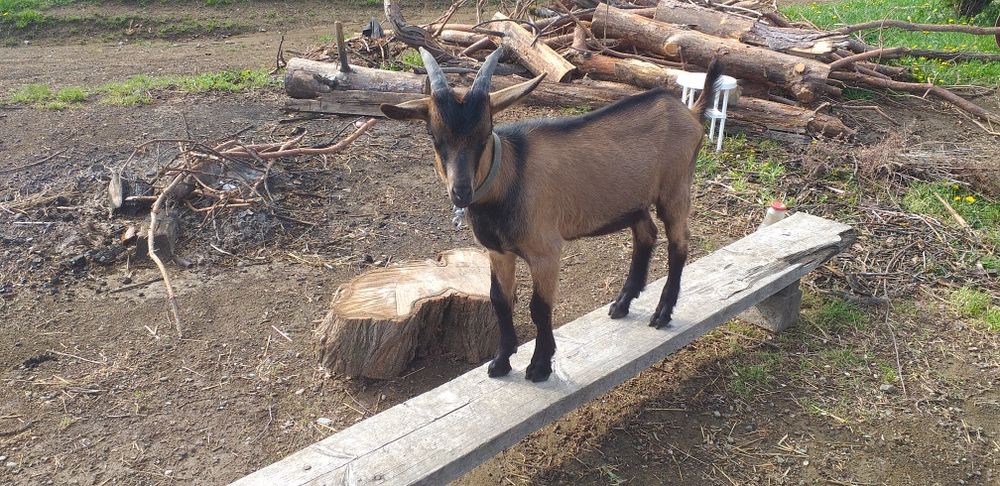 Vand țapisor alpin francez