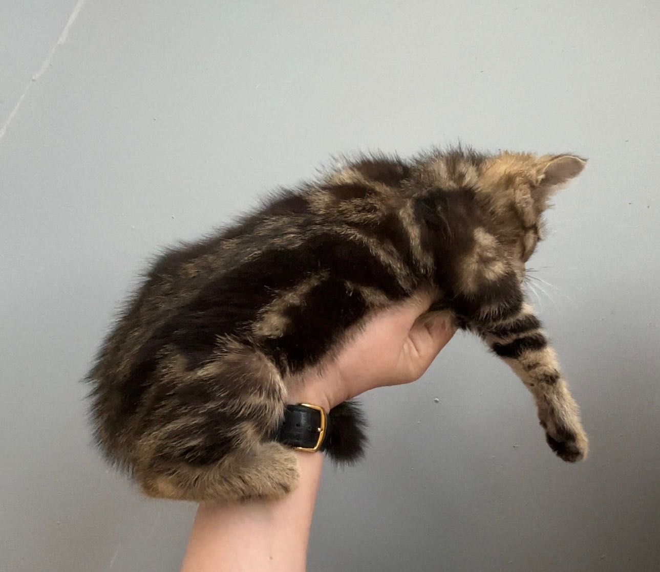 Пристраиваются котята