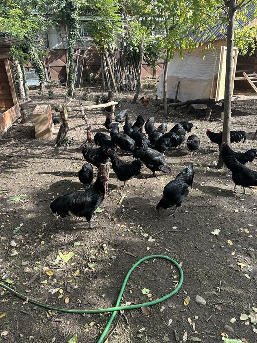 Cocosi australorp