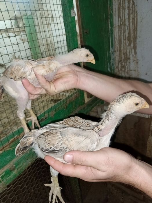 Kulangi tavuqcha sotiladi 3 oylik