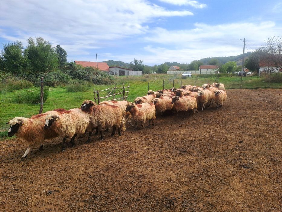 Vând oi tinere la a doua și a treia fătare.