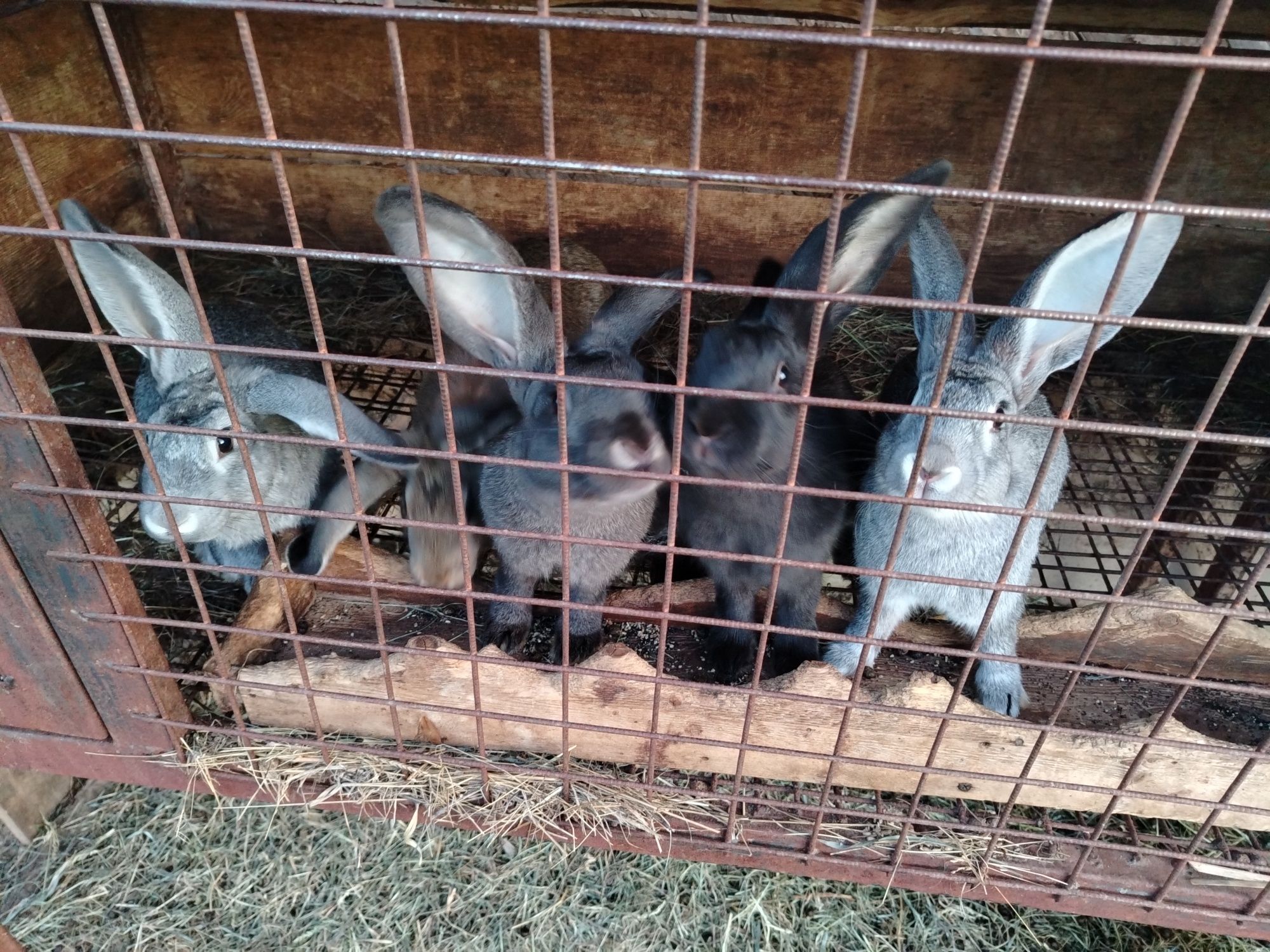 Продам 5 кролов.