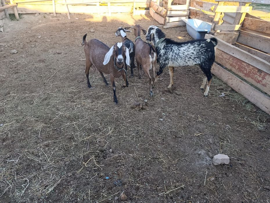 Продам дойных коз и козла