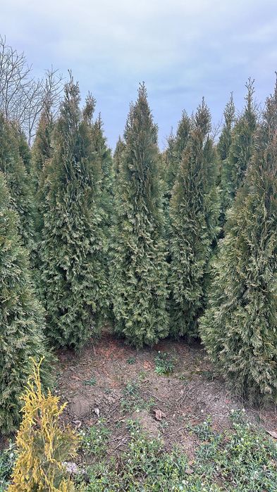 Tuia smarald pon pon spirale