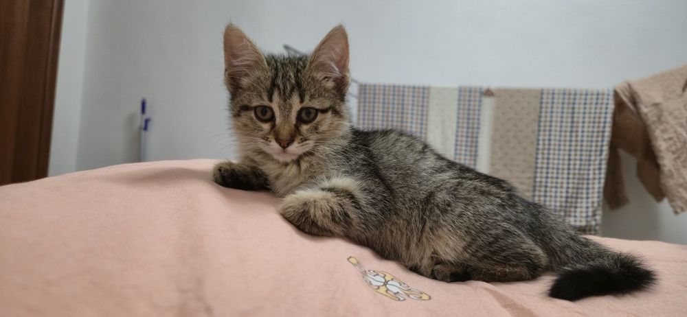 Отдаём котят бесплатно, в добрые руки.