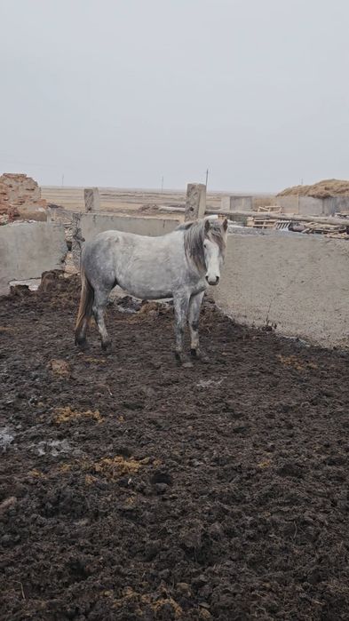 Айгырлар сатылады