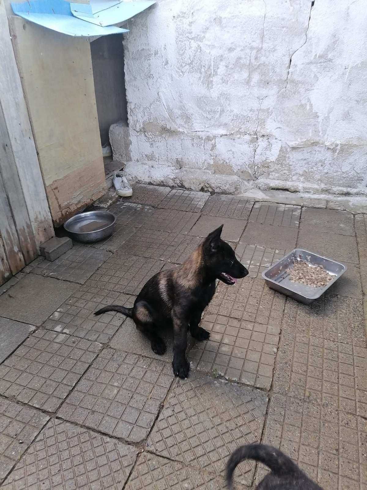 Холандски хердер