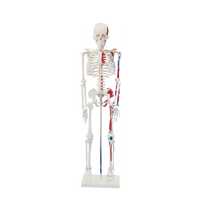 Скелет человека муляж , макет , Skelet , Skilet 85 см