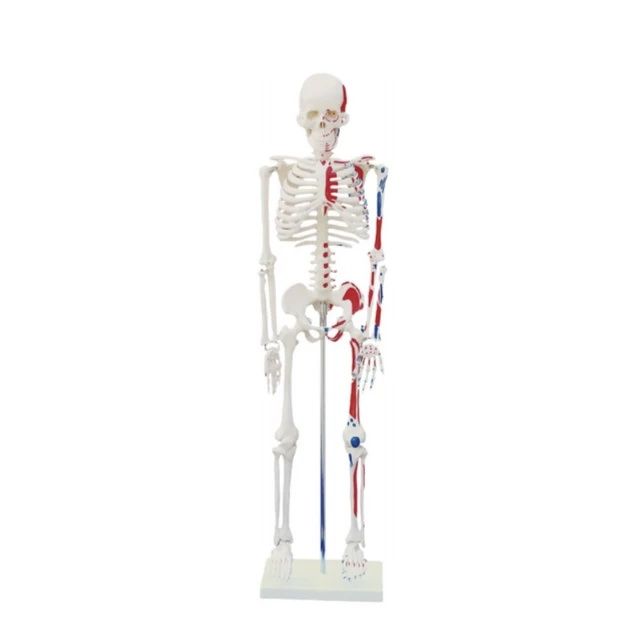 Скелет человека муляж , Skelet , Skilet 85 см