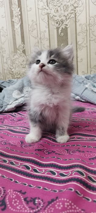 Отдаются котята в добрые руки!