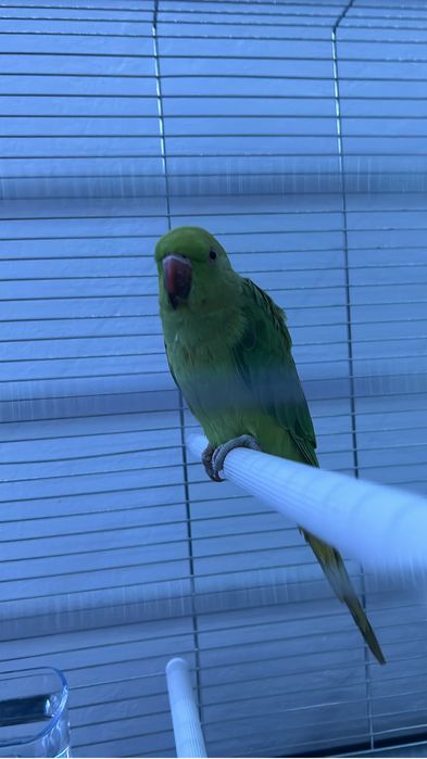 Papagal micul alexandru verde