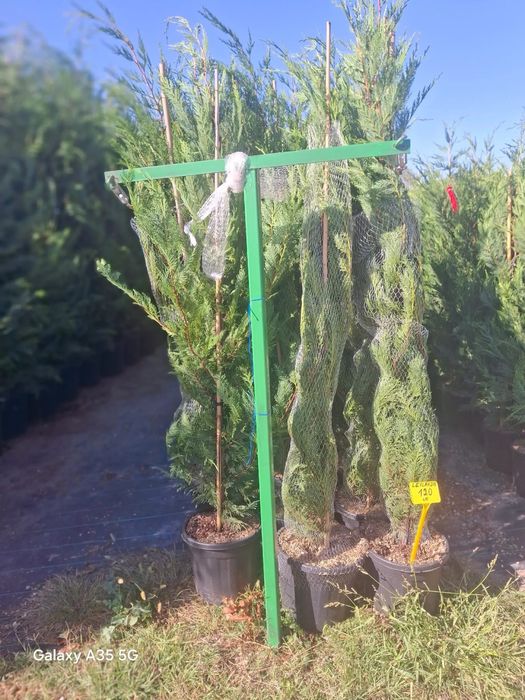 Leylandii tuia pin mestecan tei