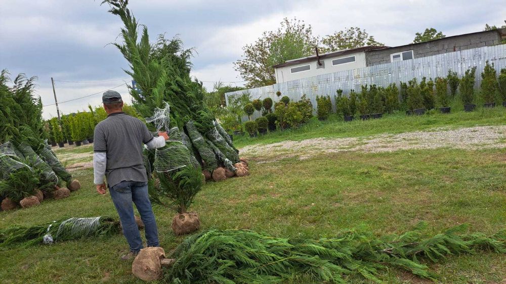 Plante ornamentale unice ce încântă prin detalii naturale