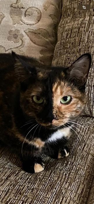 Отдам домашнюю кошку в заботливые руки