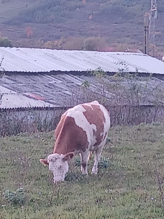 Vaci și juninci Baltata românească