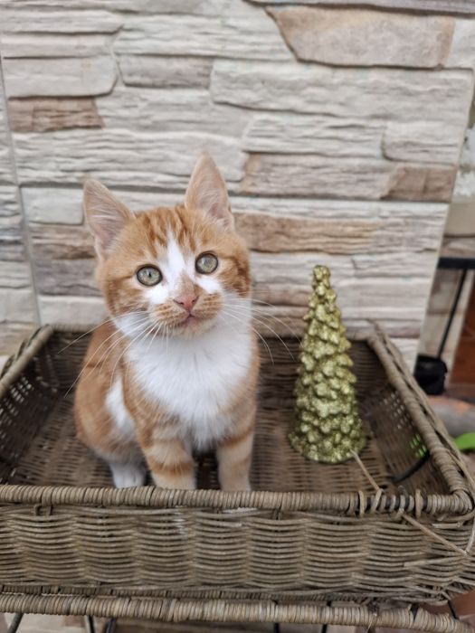 Donez Pisicuța Doua Luni