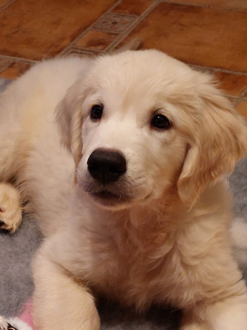 Vand catelus de golden retriever
