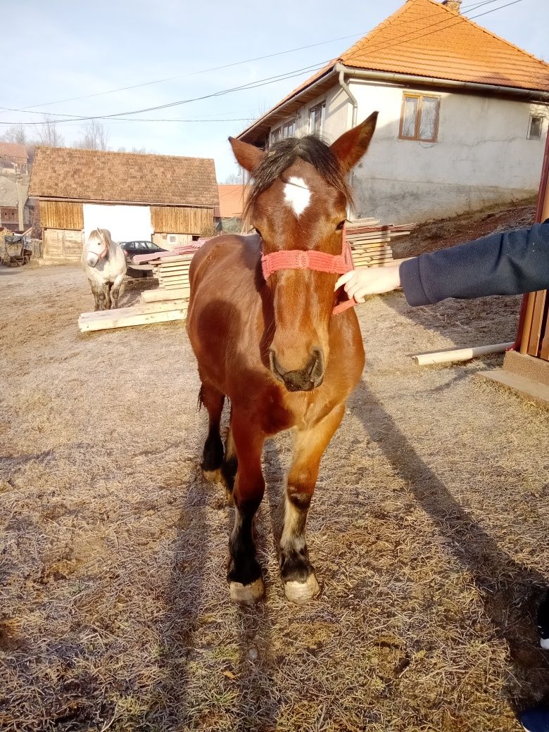 Vând mânză de 1,7 luni