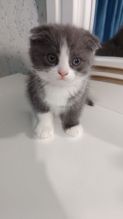Продаётся котёнок скотиш фолд