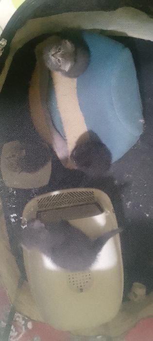 Zotdor  mushuklar bolasbor