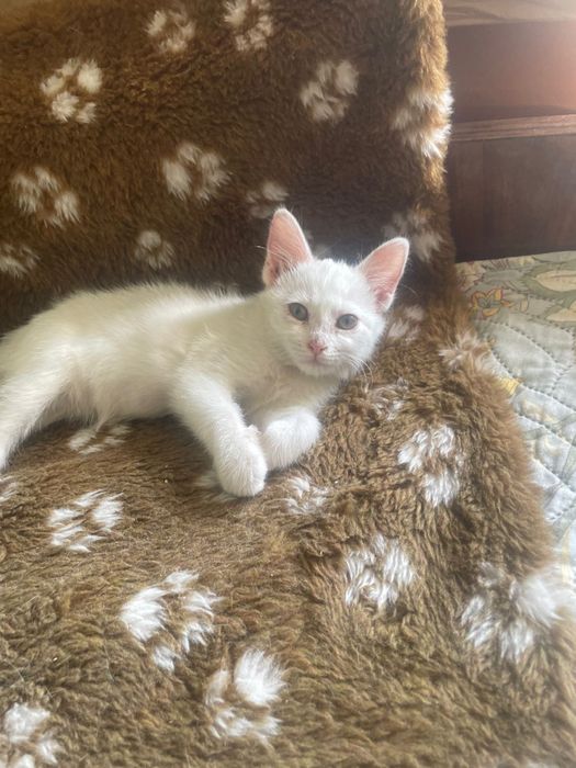 Отдам котенка в хорошие руки