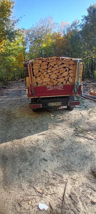 Lemne de foc esență tare Fag