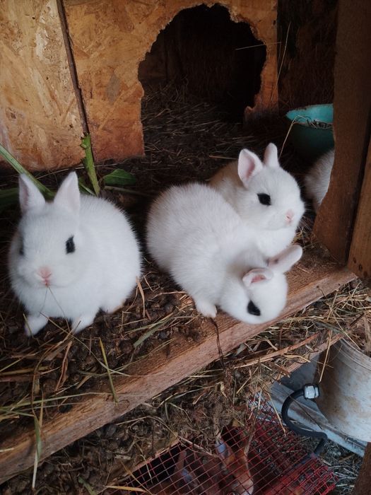 Iepurași pitici Neo rosu