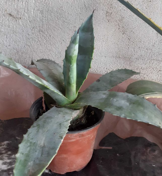 Agave verde cu galben și verde simplu