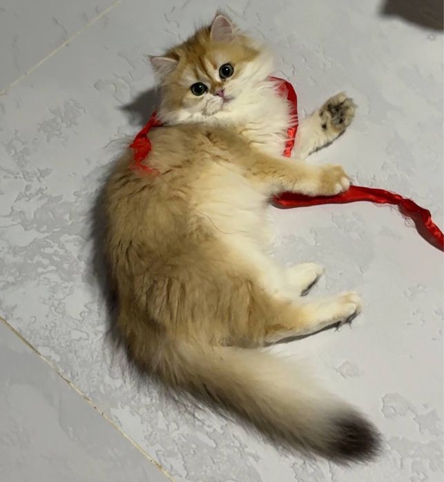 На продаже золотая шиншилла девочка