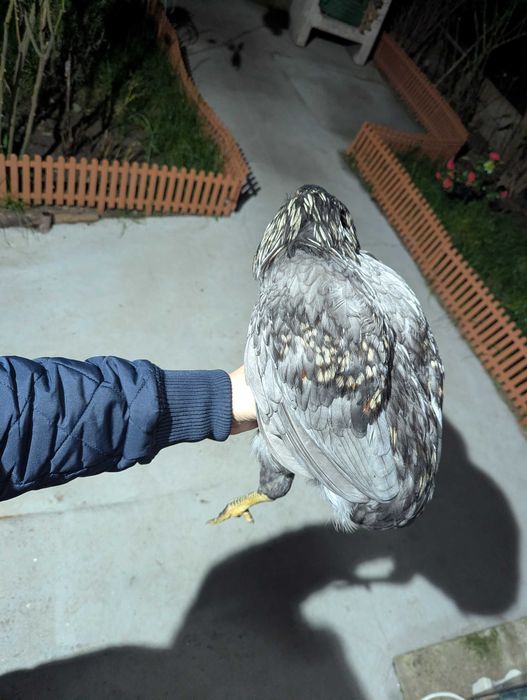 De vânzare cocos araucana